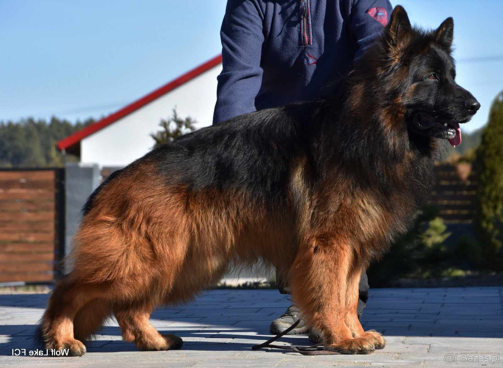 Owczarek niemiecki długowłosy ZKwP FCI - 7