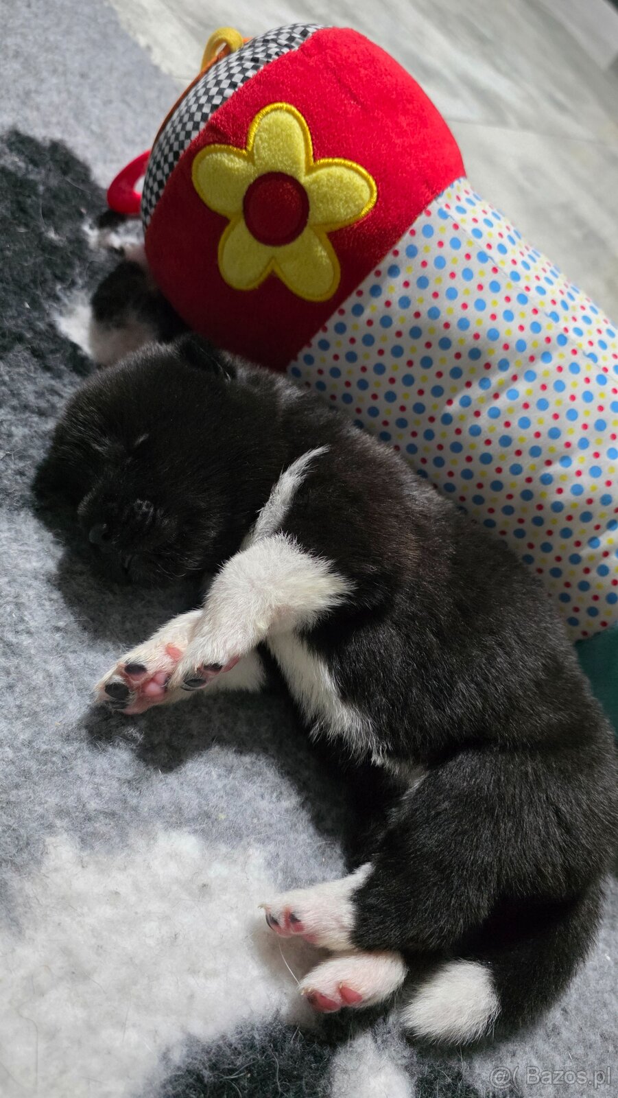 Akita amerykańska - 7