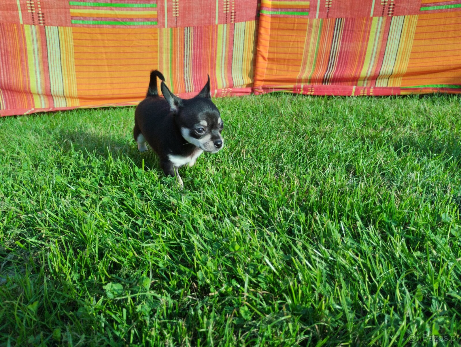 Chihuahua krótkowłosa - 7