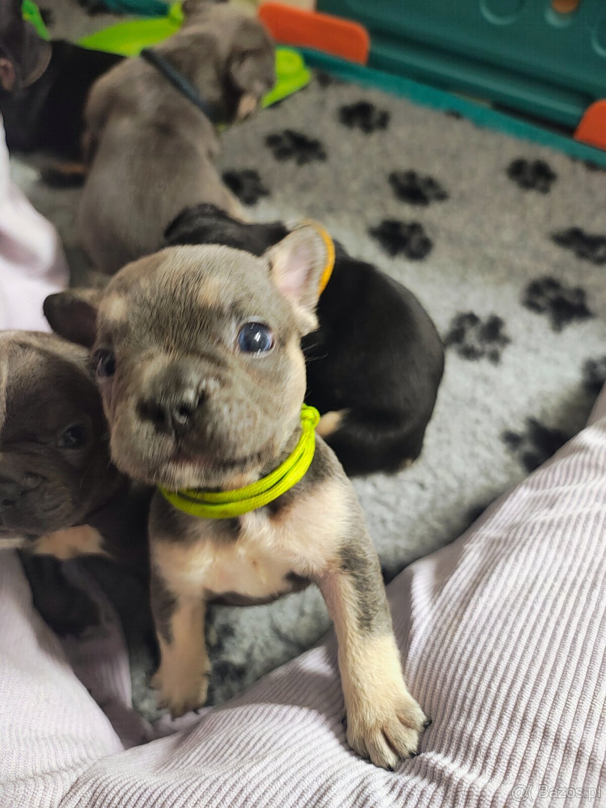 Buldogi francuskie - 7