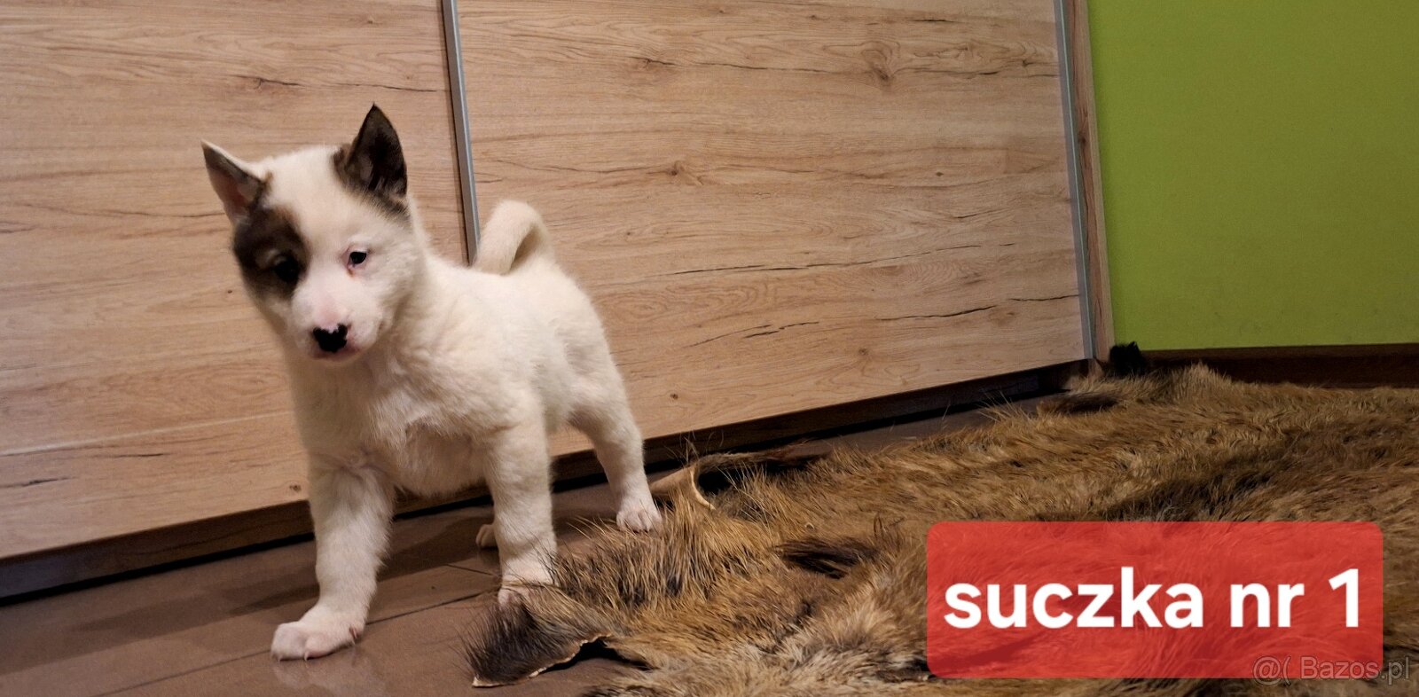 Szczeniaki Łajka zachodnio-syberyjska ZKwP FCI - 7