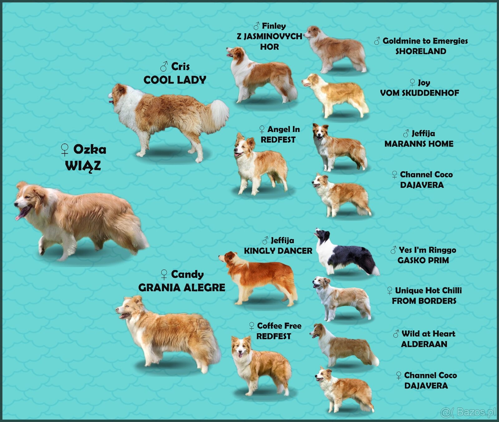 Piękna suczka HELGA - BORDER COLLIE z pełną dok. super rodzi - 7