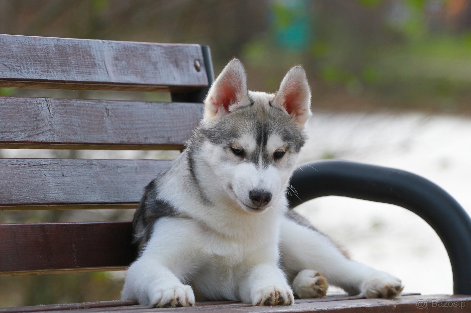 Siberian Husky ZKwP - 7