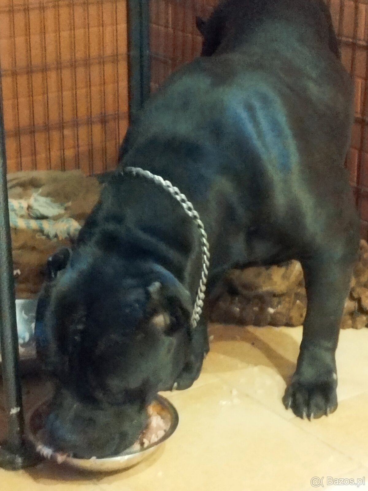 Amerykan buli xl - 7