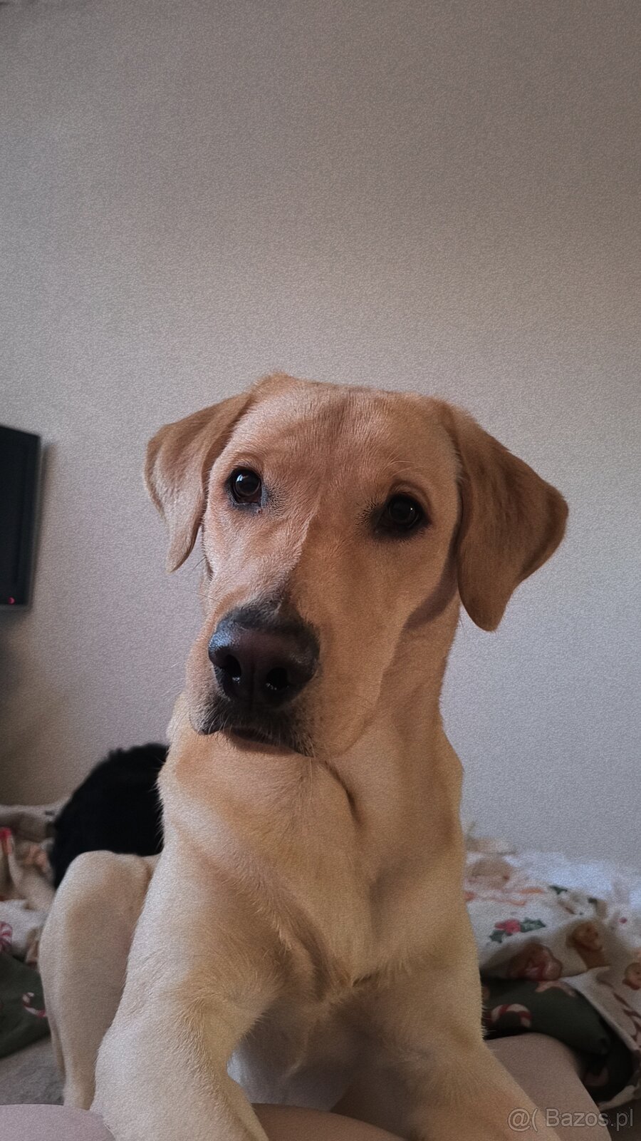 Labrador retriever - 7