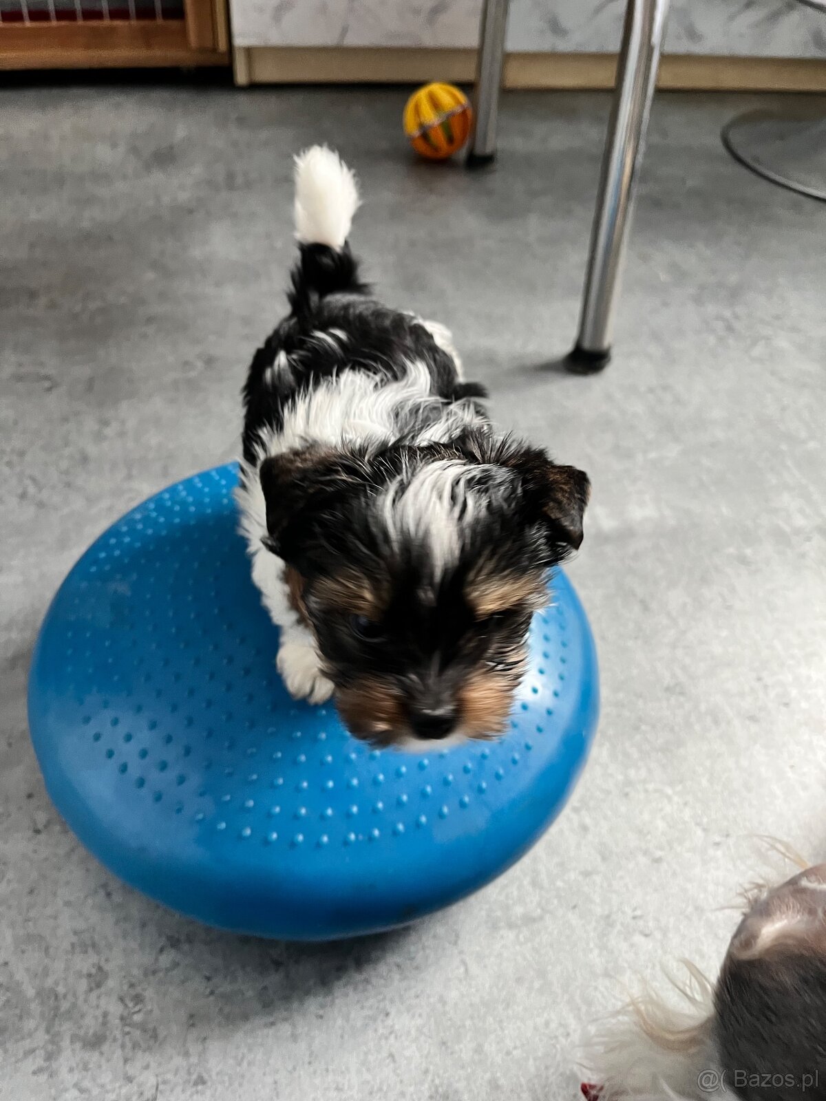 Biewer Yorkshire Terrier - 7