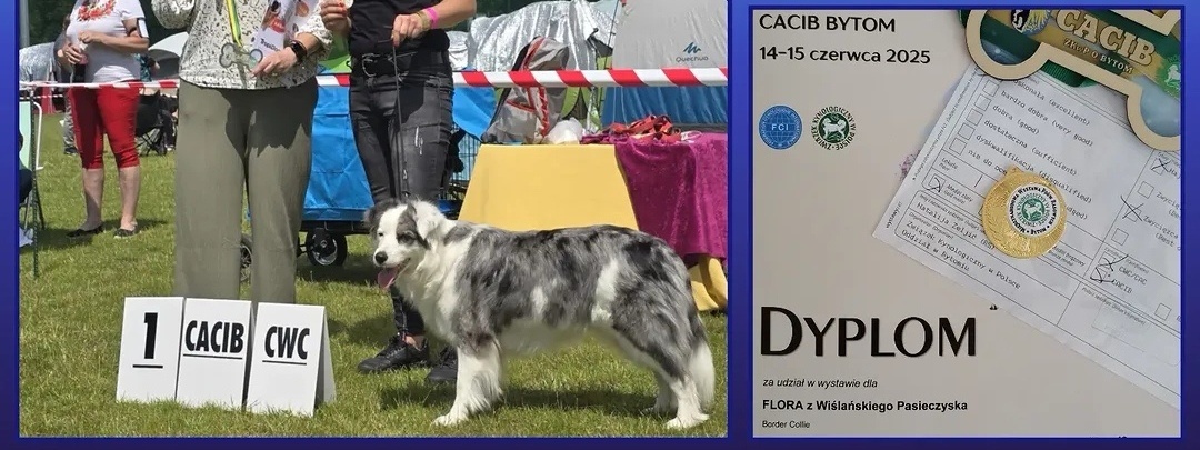 Border Collie FCI /ZKwP - 7