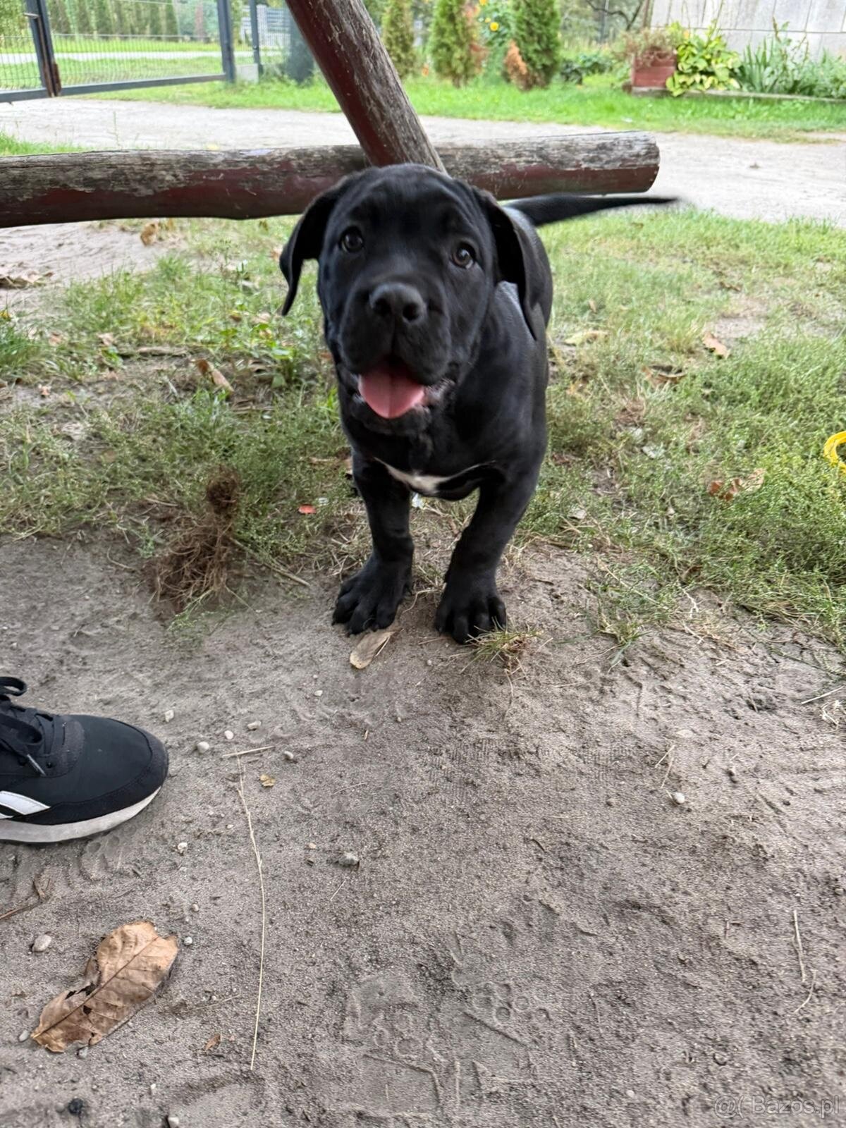Cane corso - 7