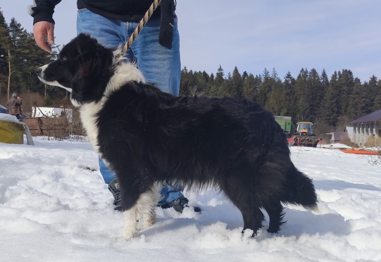 BORDER COLLIE czystej krwi z Hodowli - Rasowy z pełną dokume - 7