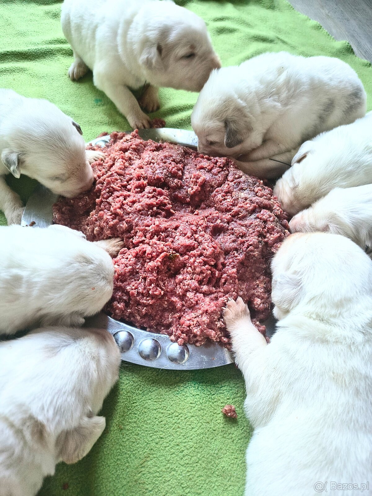 Szczenięta Owczarek środkowoazjatycki, Ałabaj - 7