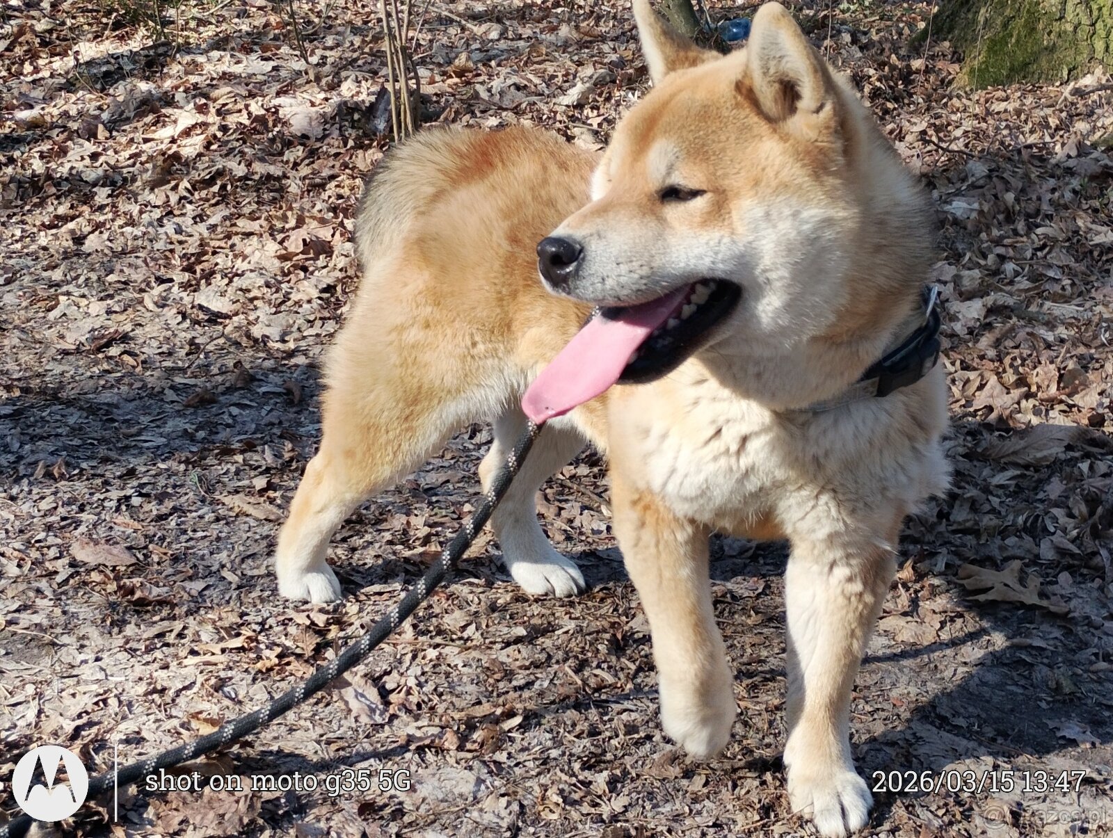 Shiba Inu - najstarszy w miocie czerwony piesek - 7