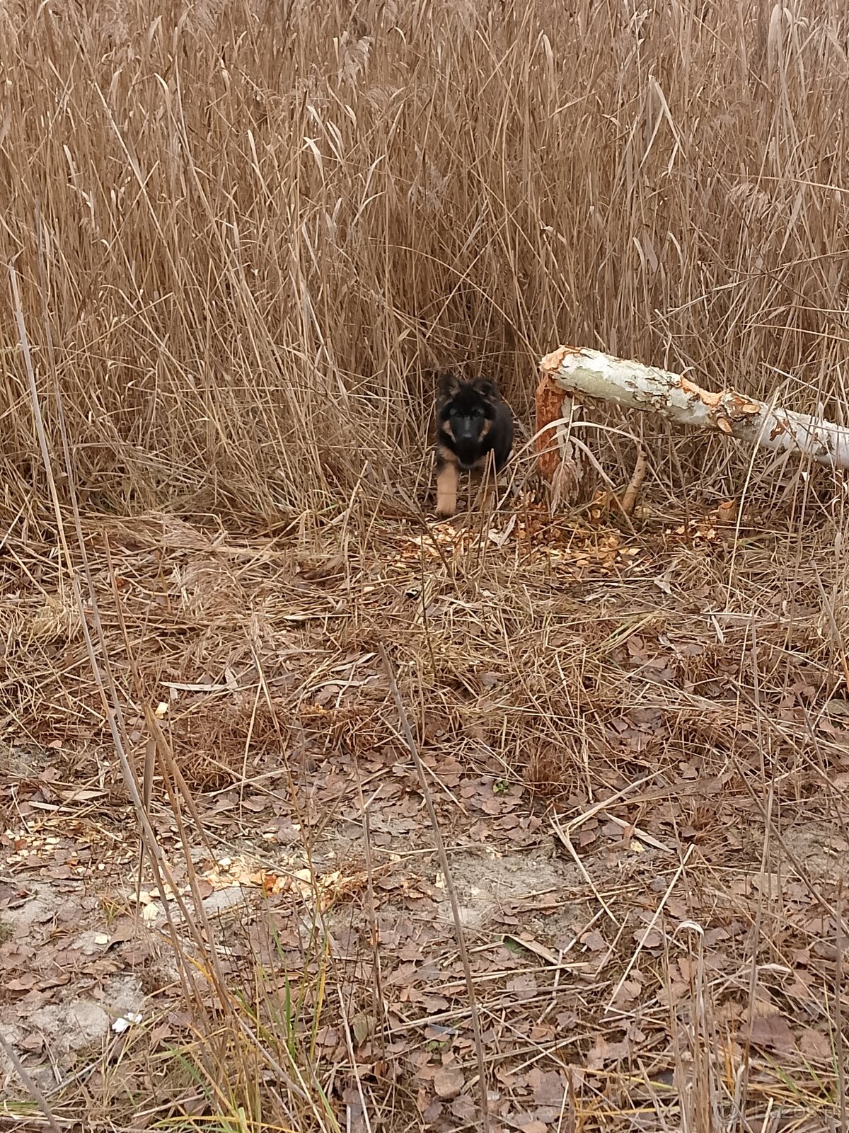 Owczarek niemiecki długowłosy - 7