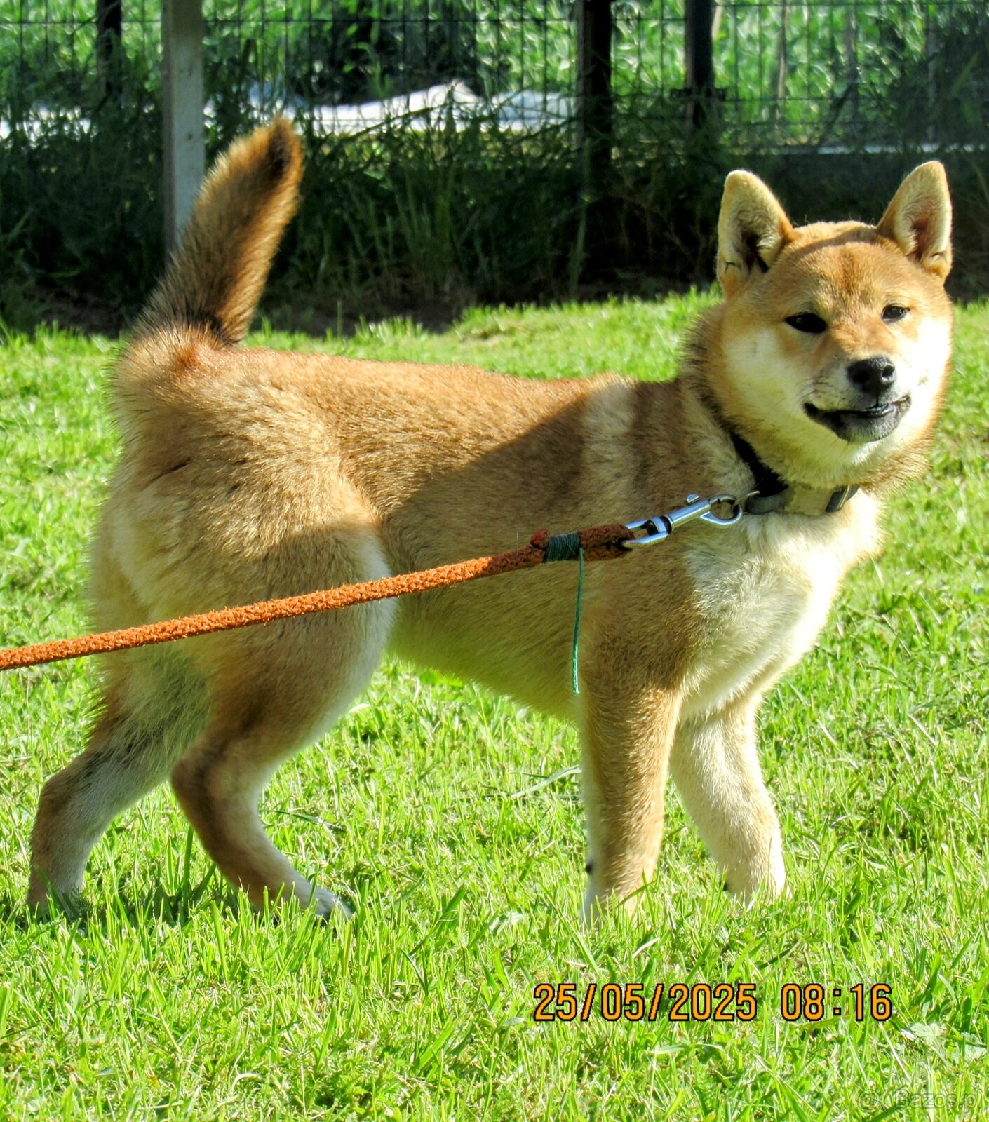 Shiba Inu czerwona, mała suczka o wielkim serduszku - 7
