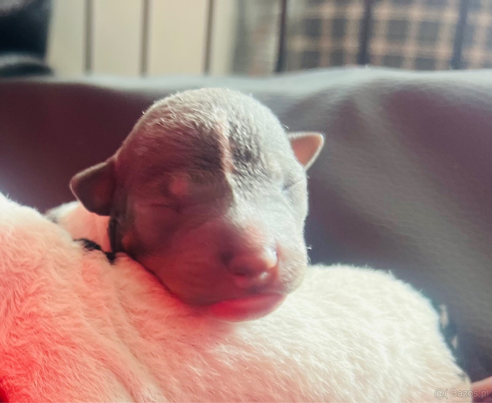 American Hairless Terrier z PP FCI - 7