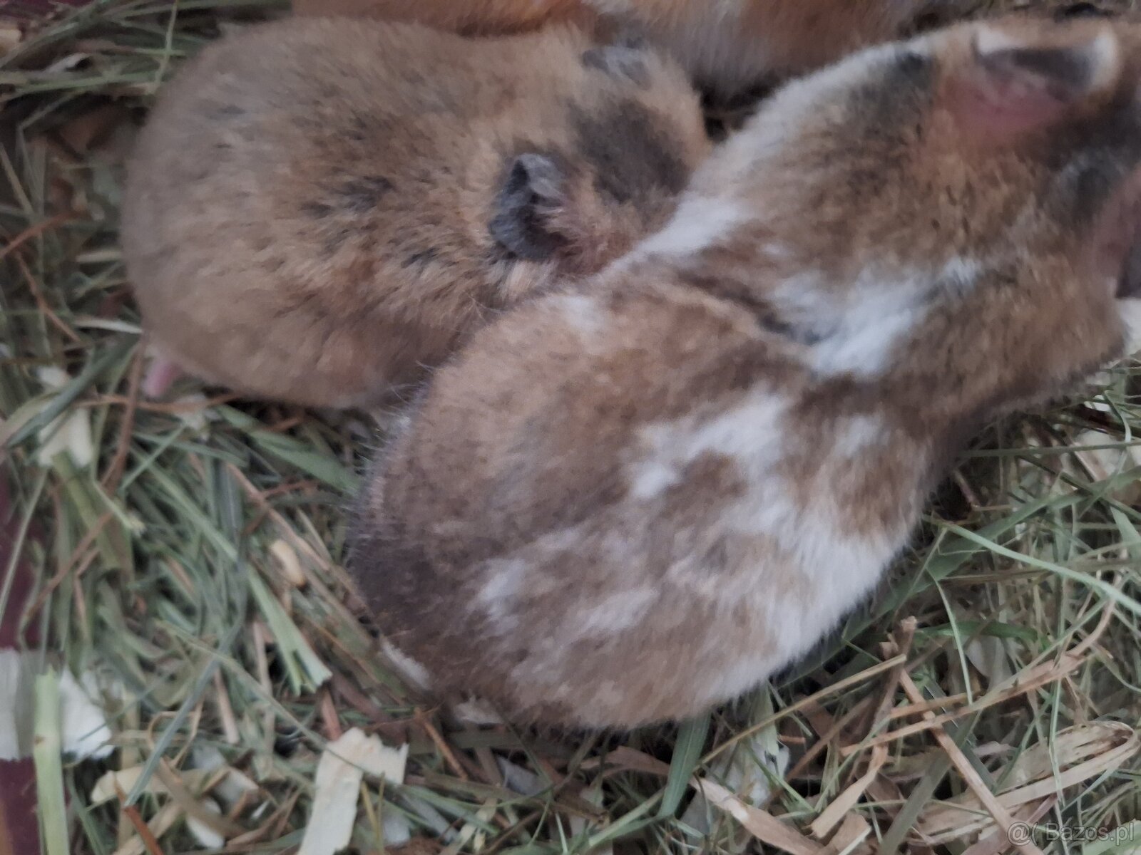 Chomiki Syryjskie 4 tygodniowe - 7