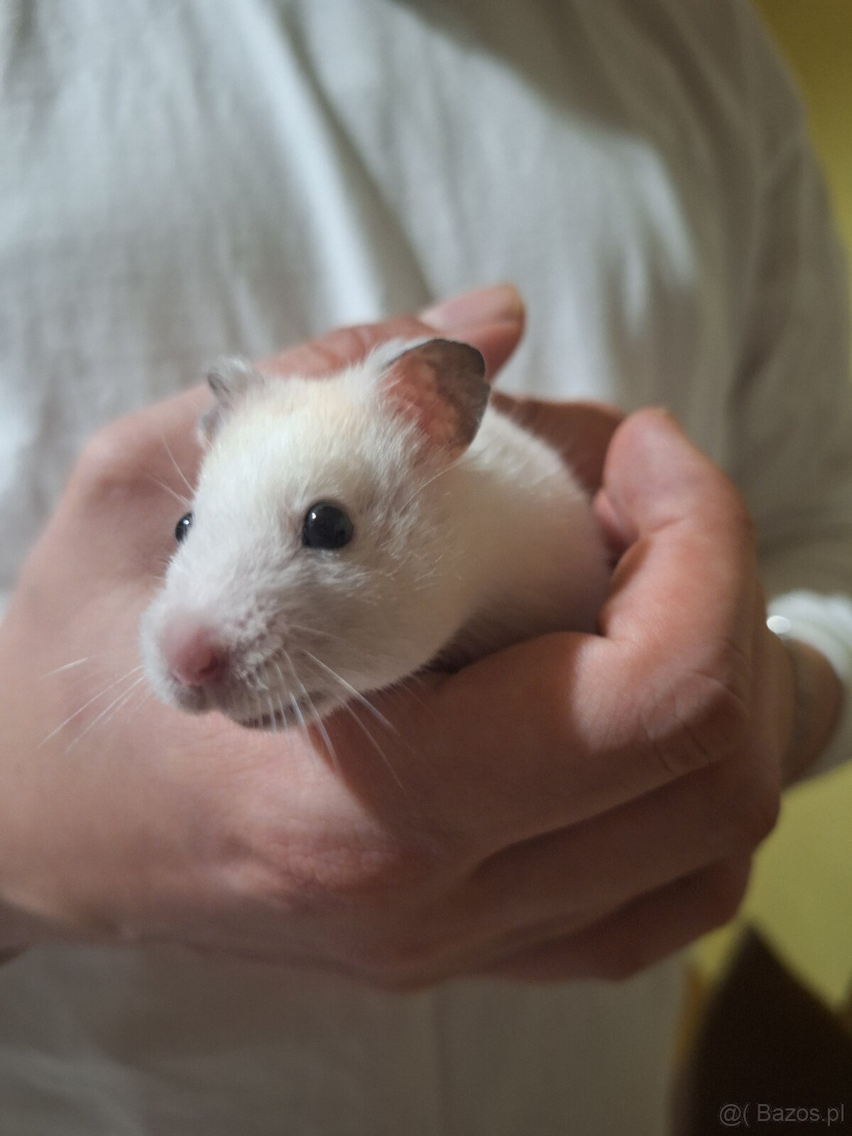 Chomik syryjski samiec Dorosły 4 miesięczny - 7