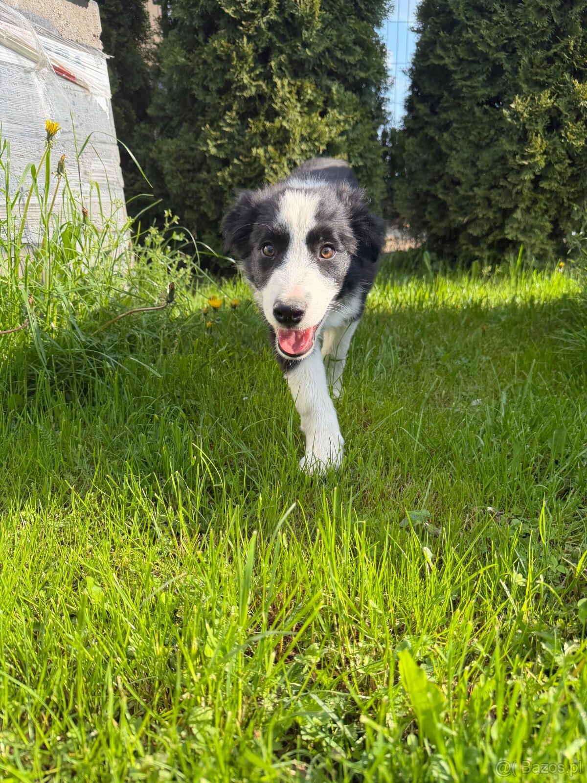 Piesek Border Collie - 7