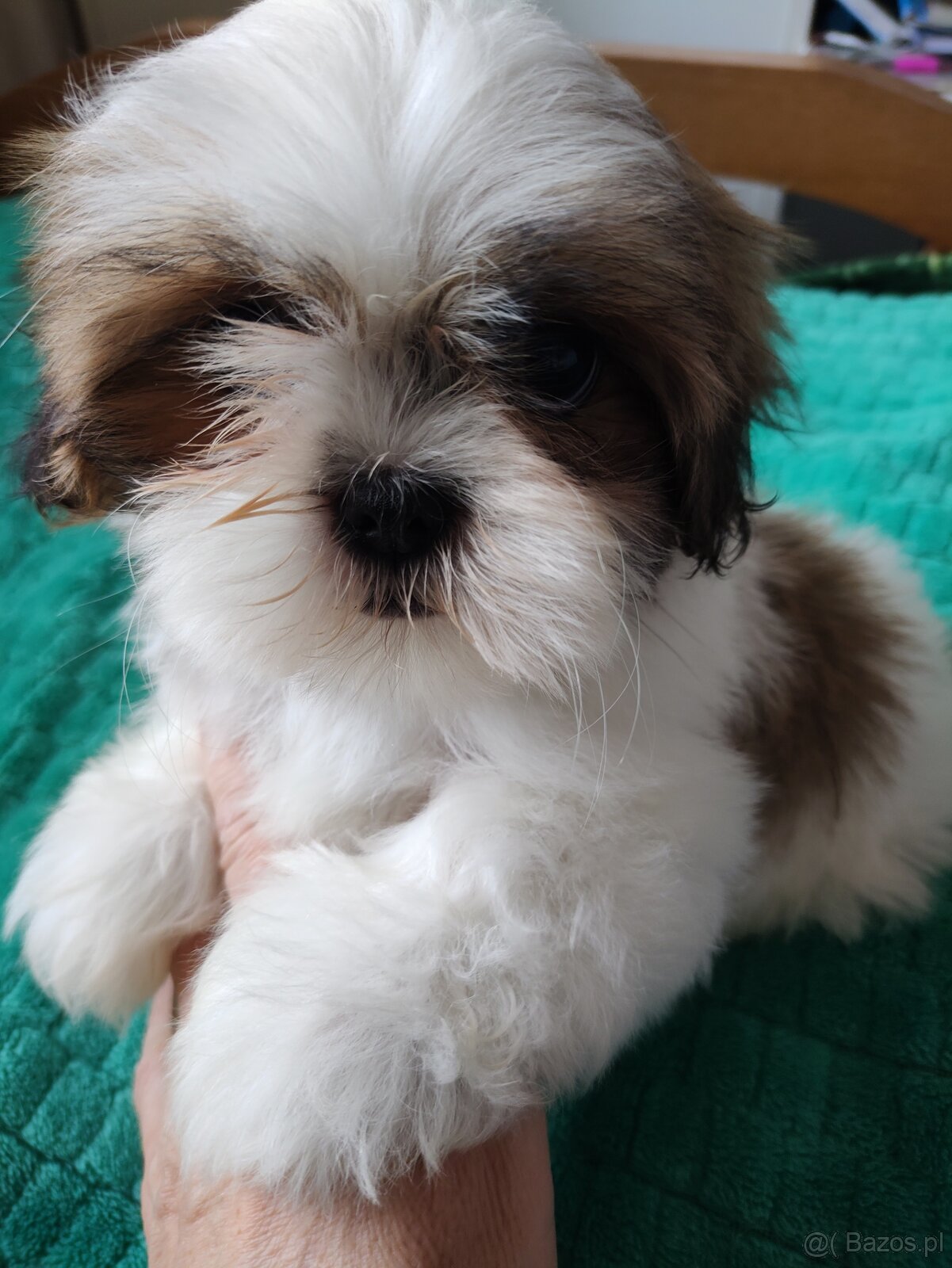 Suczka Shih-tzu - 7