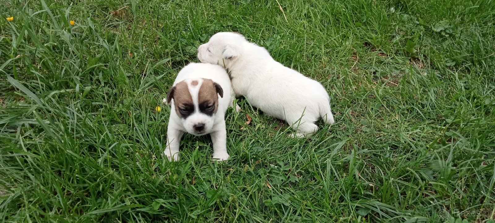 Jack Russell terrier - 7