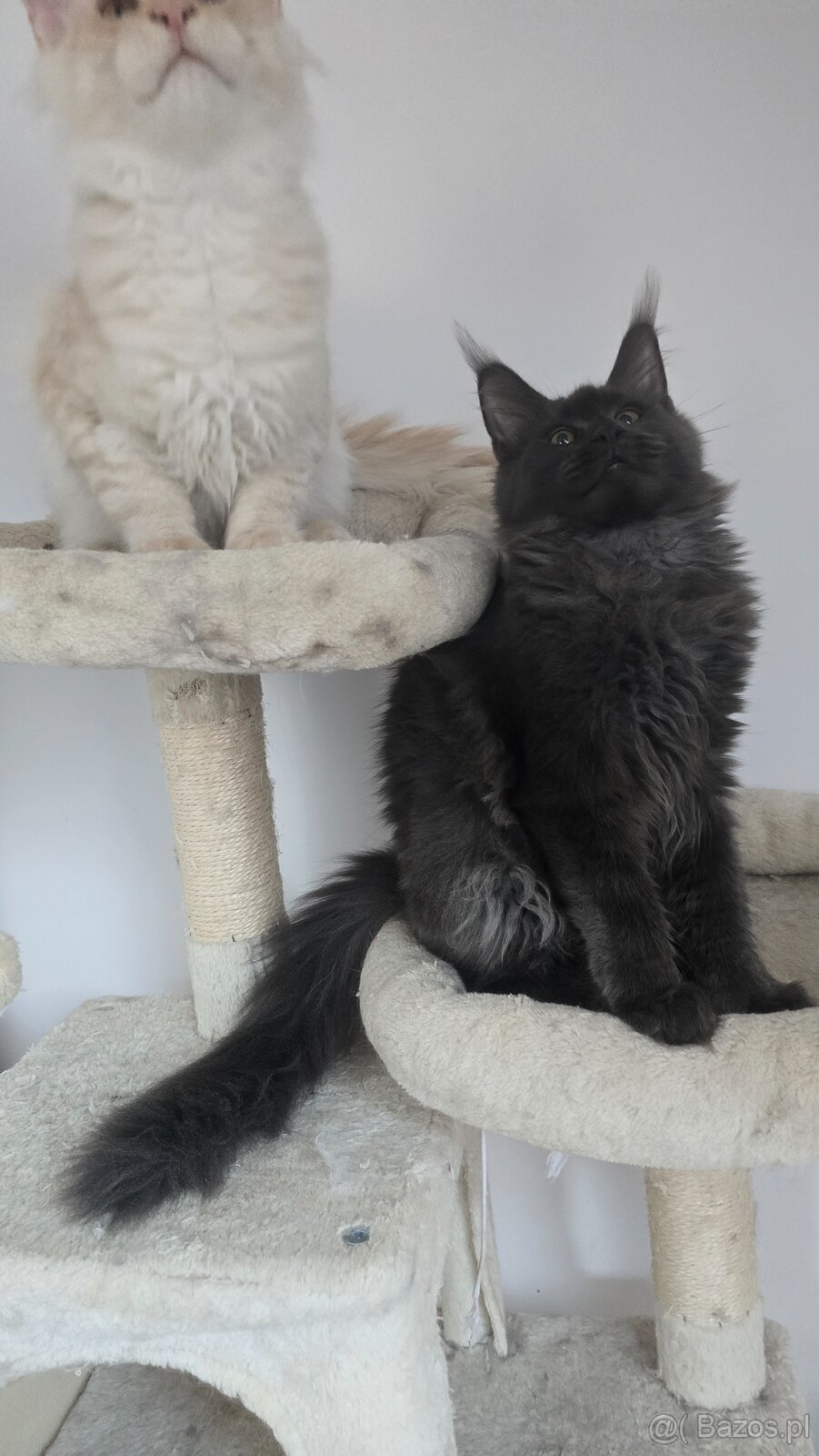 Maine coon - 7