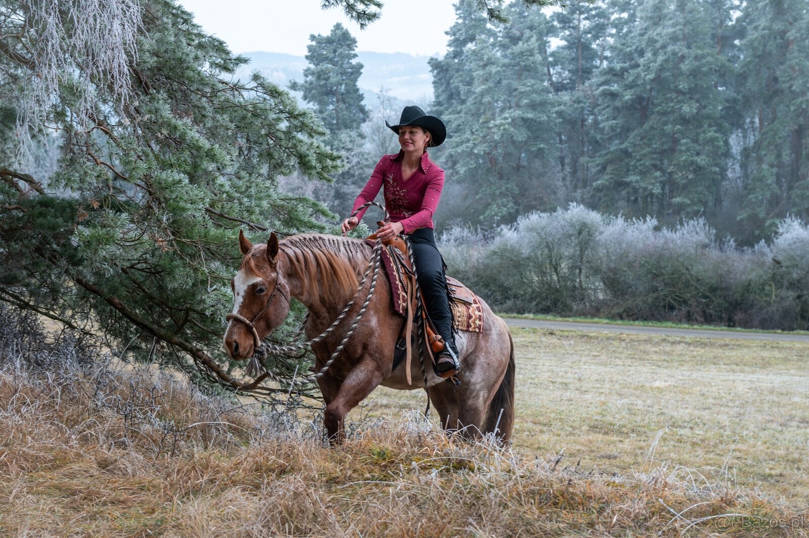 Připouštění QH hřebcem/Breeding by QH stallion (w. pleasure) - 7