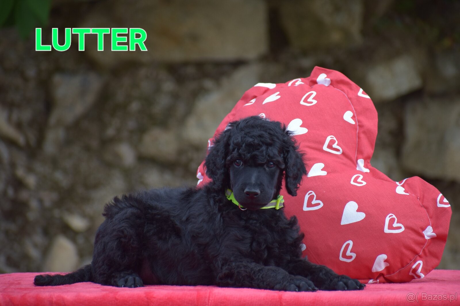 Poodle standard black - 7