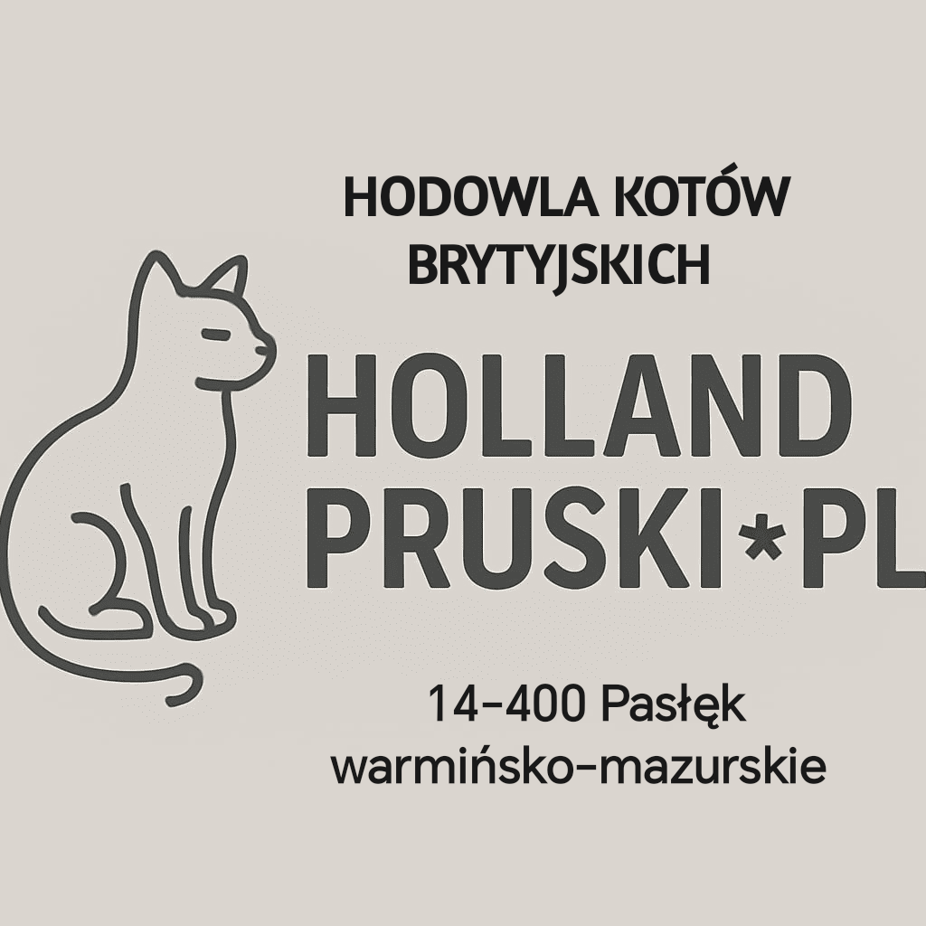 Zapraszam do rezerwacji kotka brytyjskiego - 7