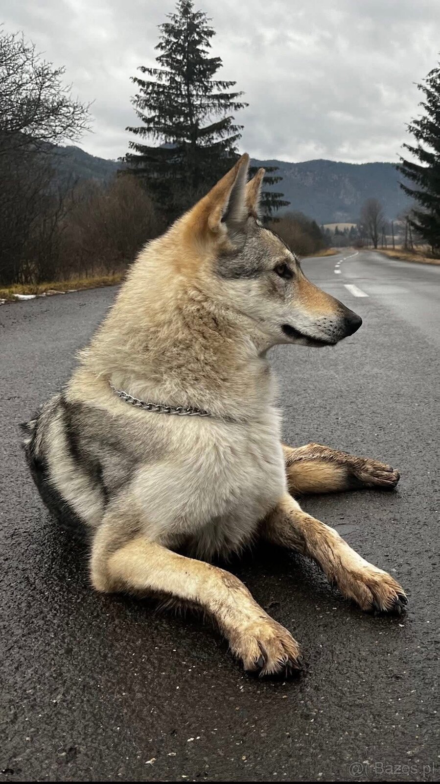 Czechosłowacki wilczak - 7