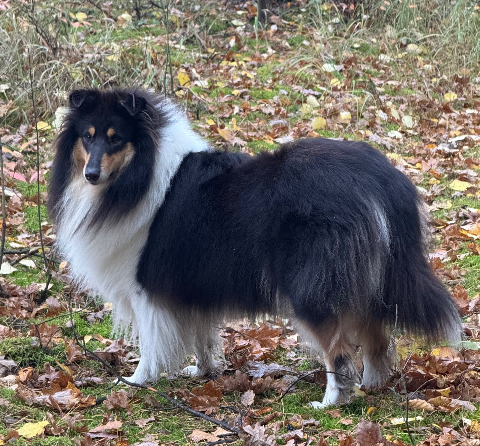 Owczarek Szkocki Długowłosy - 7