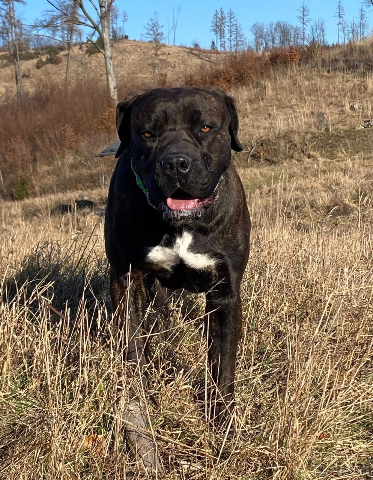 Boerboel FCI rodowod - 7