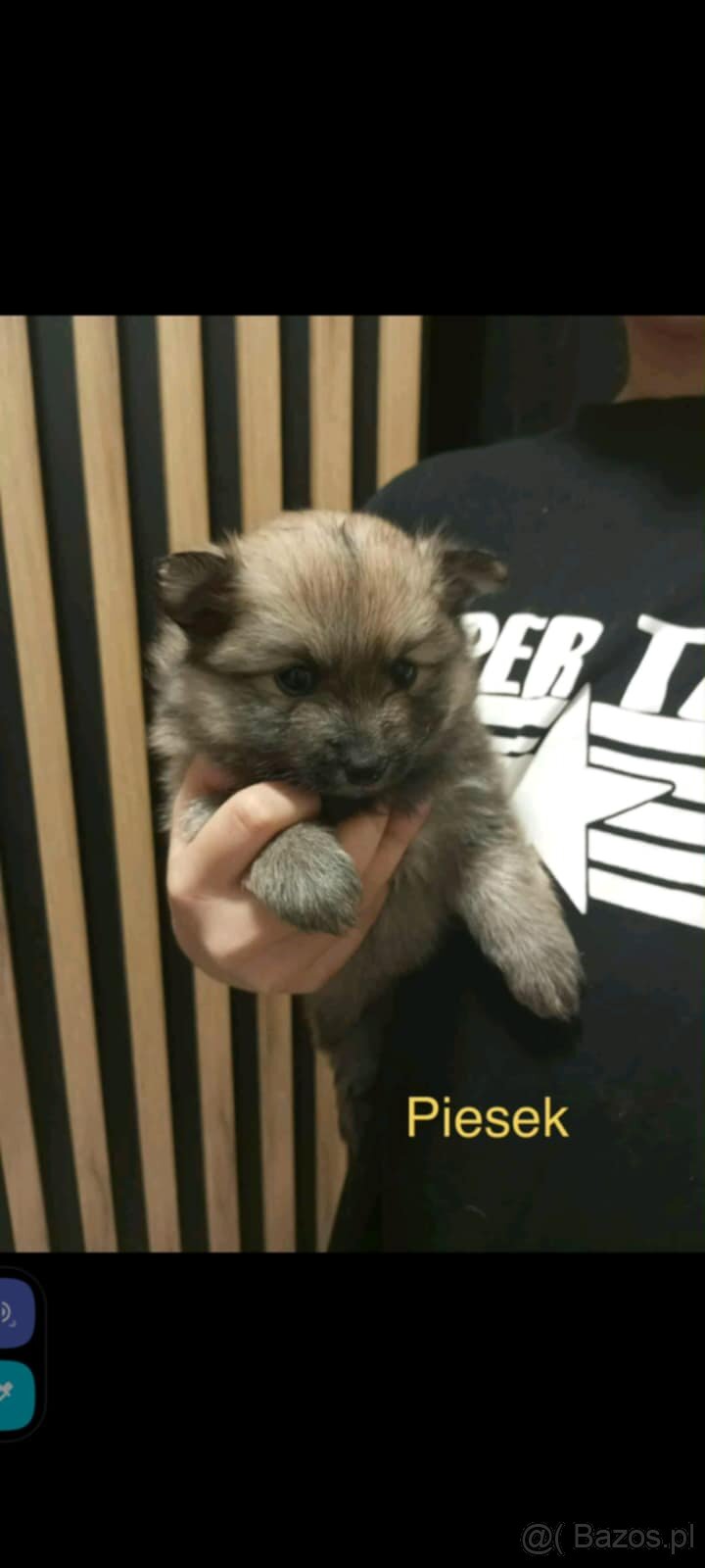 Szpice miniaturowe - 7