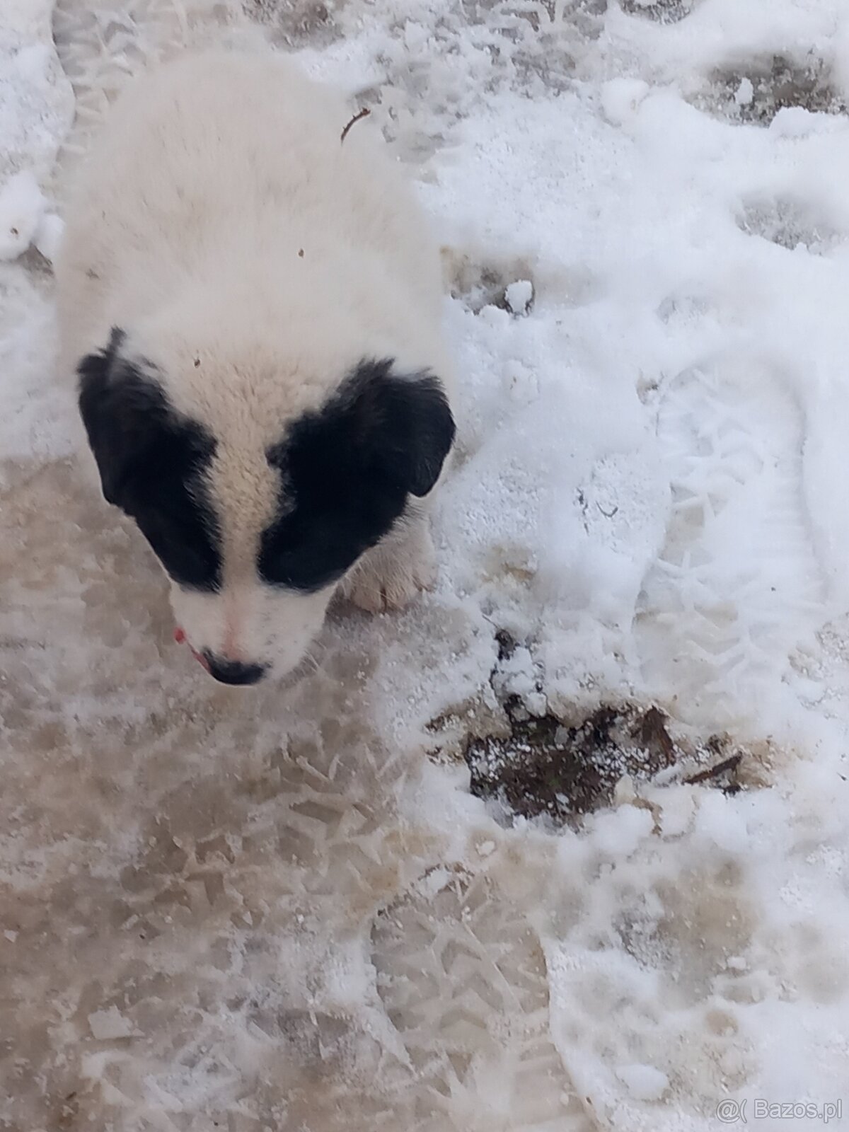 Owczarek środkowoazjatycki - 7