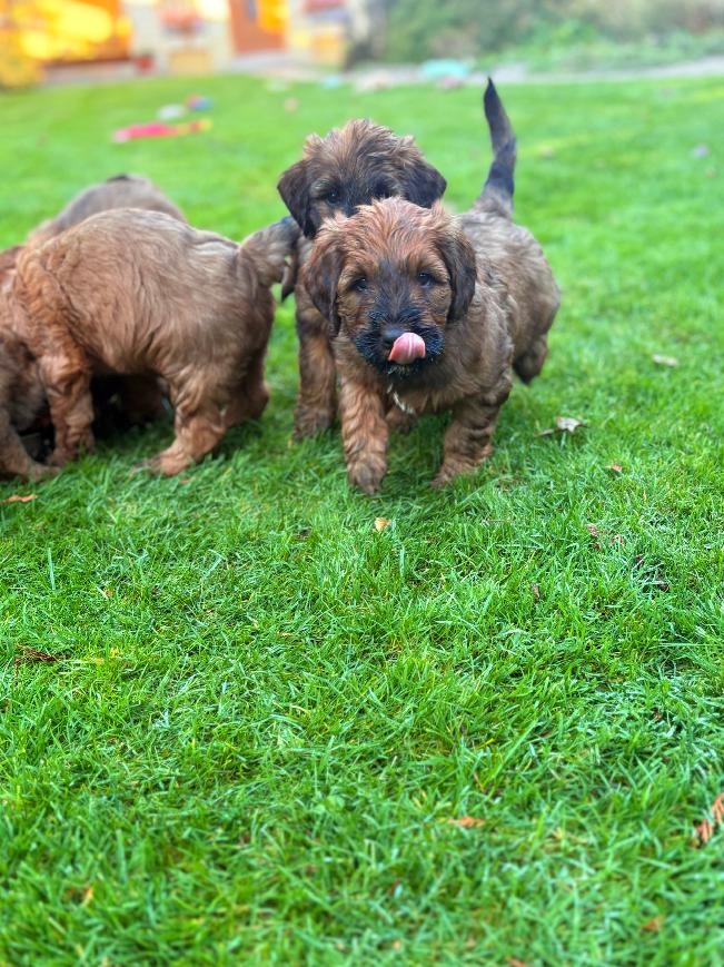 Briard szczeniak suczki - 7