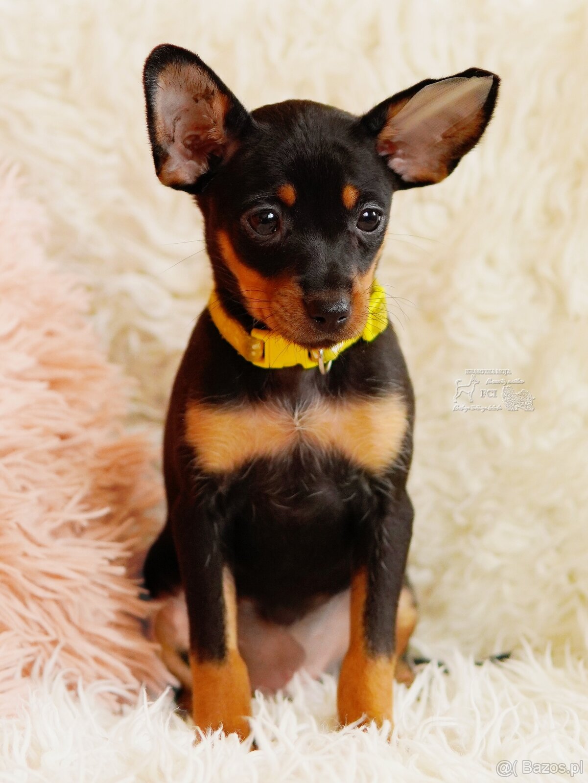 Rosyjski toy FCI - 7