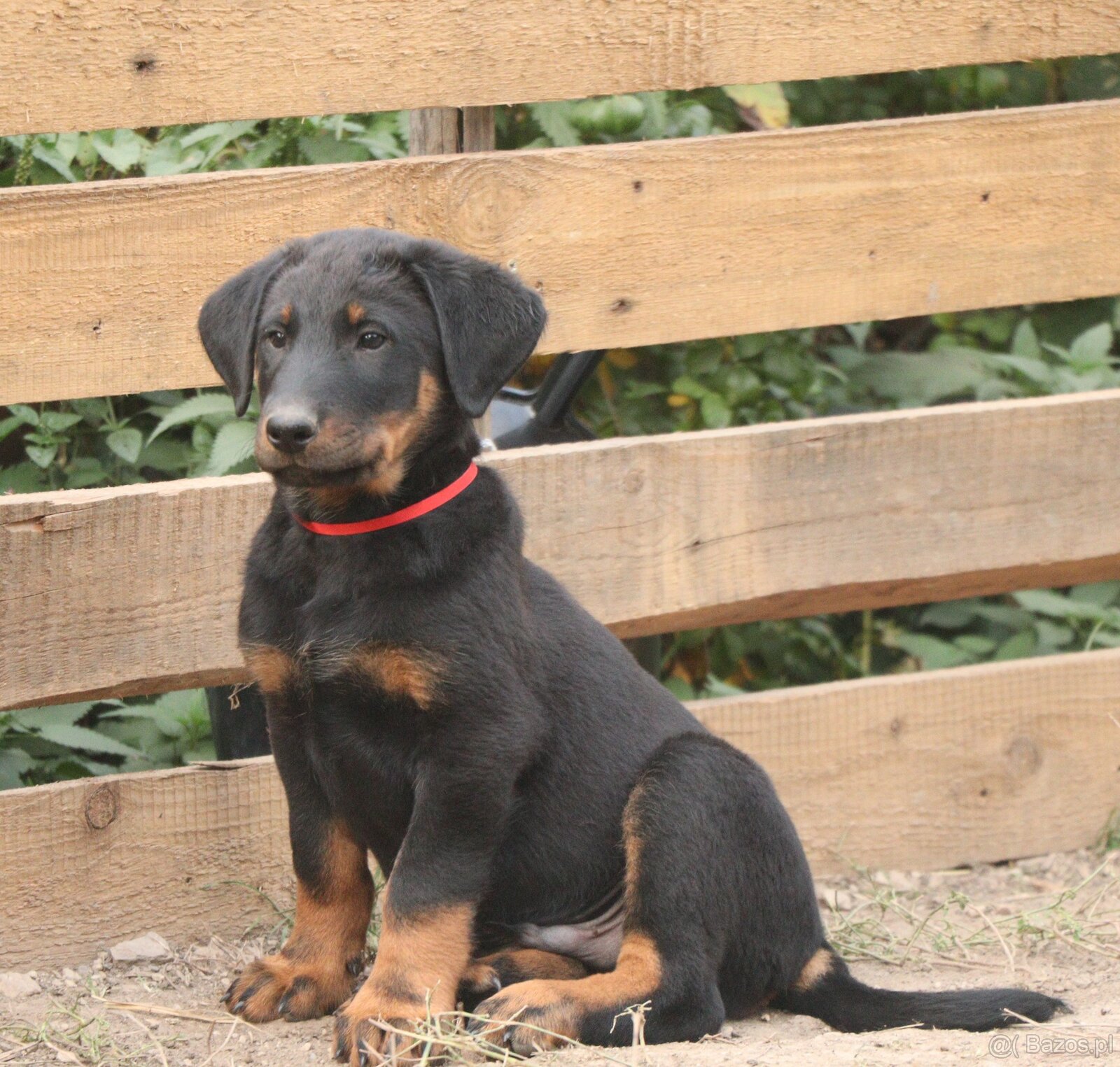 Beauceron z rodowodem FCI - 7