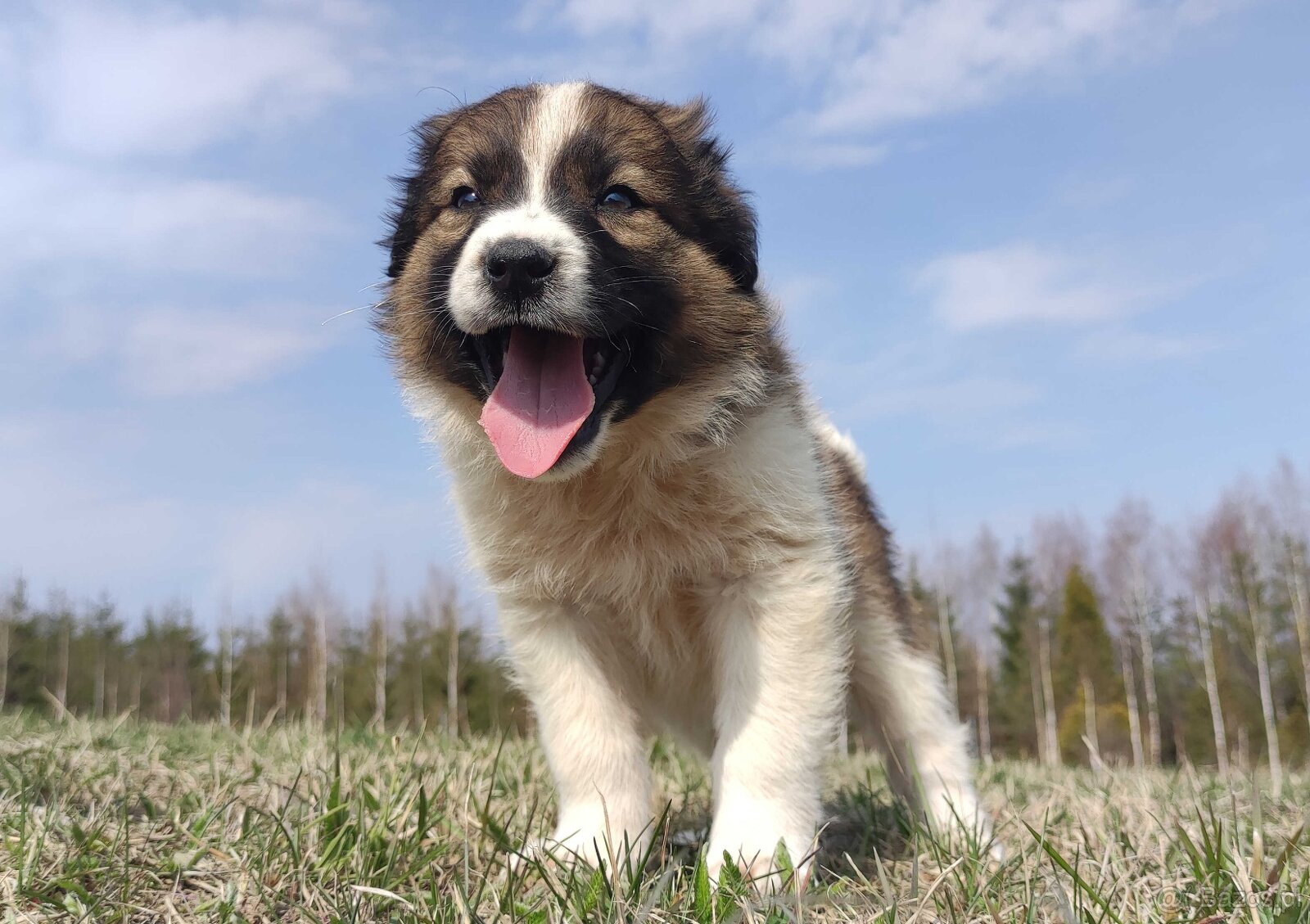 Border Collie maści Sabble / Sobol , Pies z pełną dok. - 7