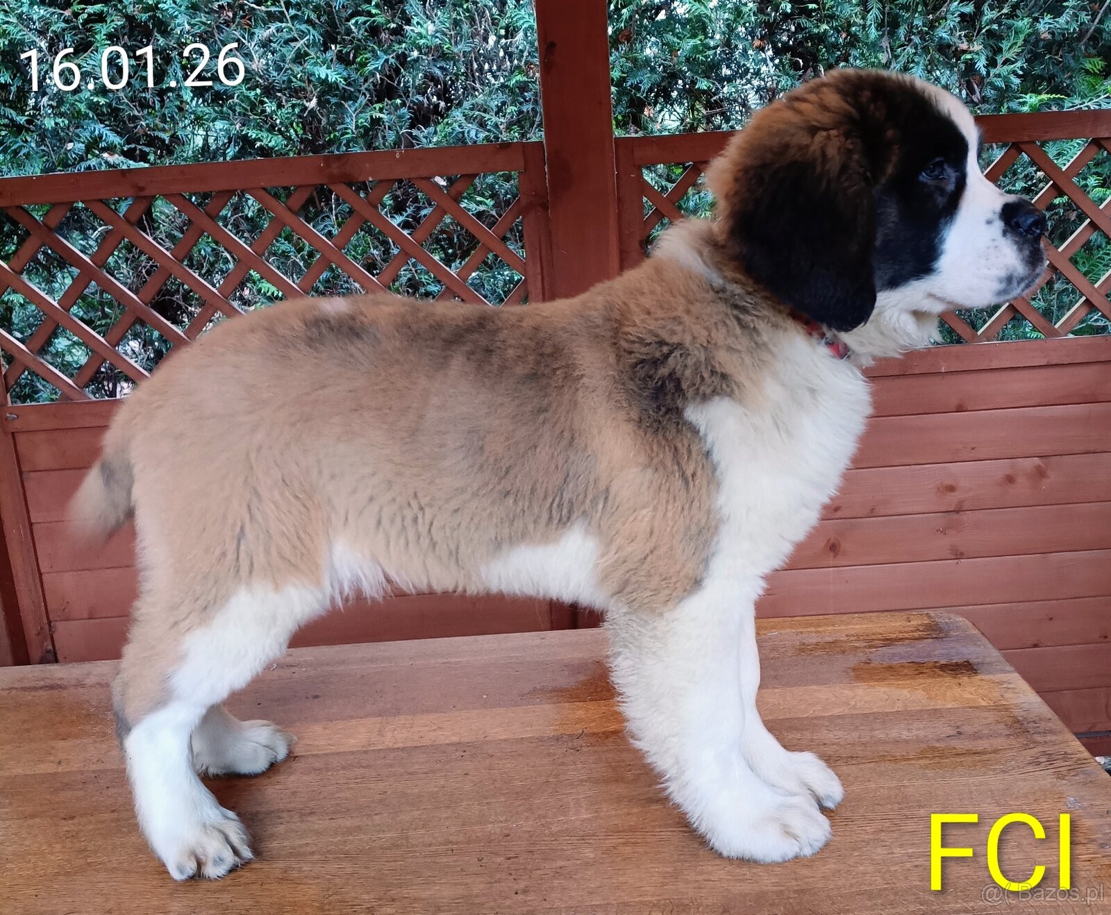 Bernardyn FCI szczeniak dziewczynka - 7