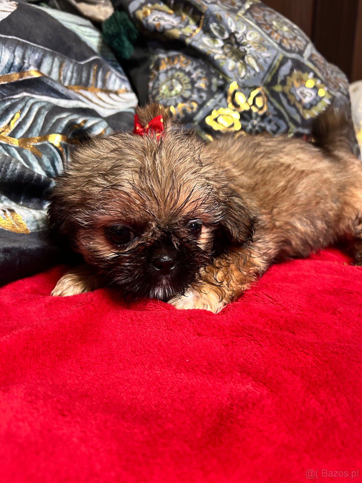 Szczeniaczki Shih Tzu - 7