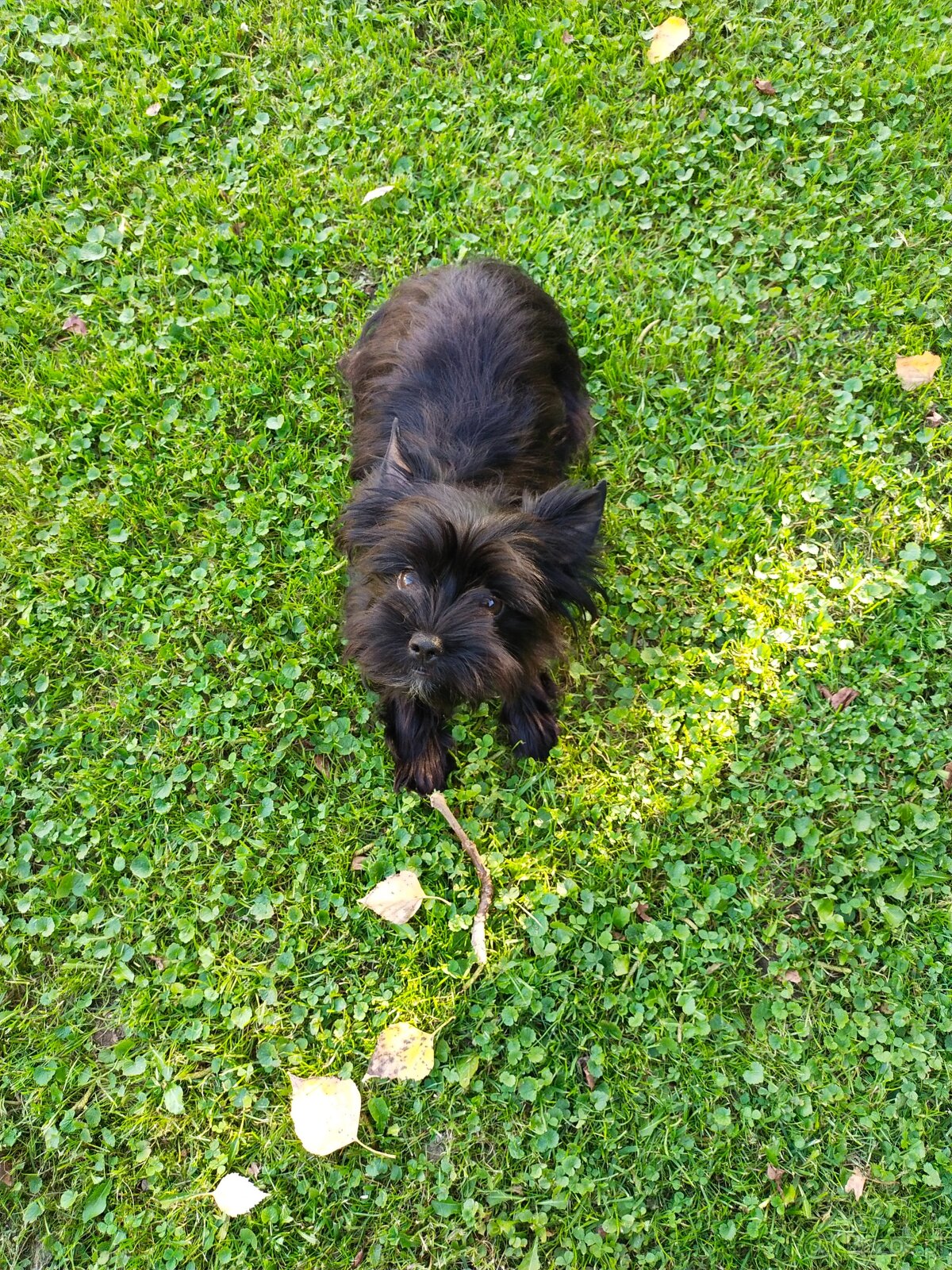 Yorkshire Terrier Black - 7