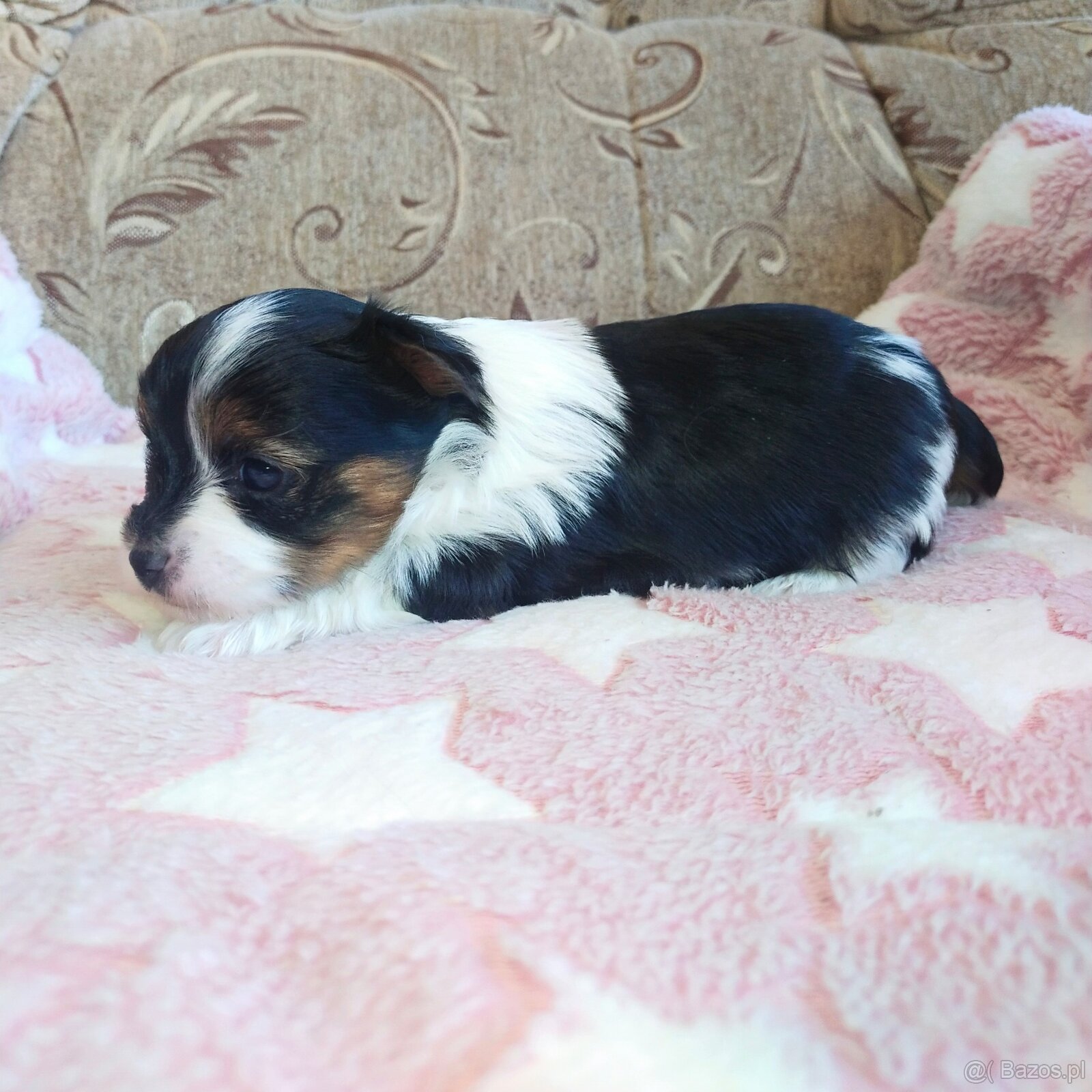 Yorkshire Terrier Biewer - 7