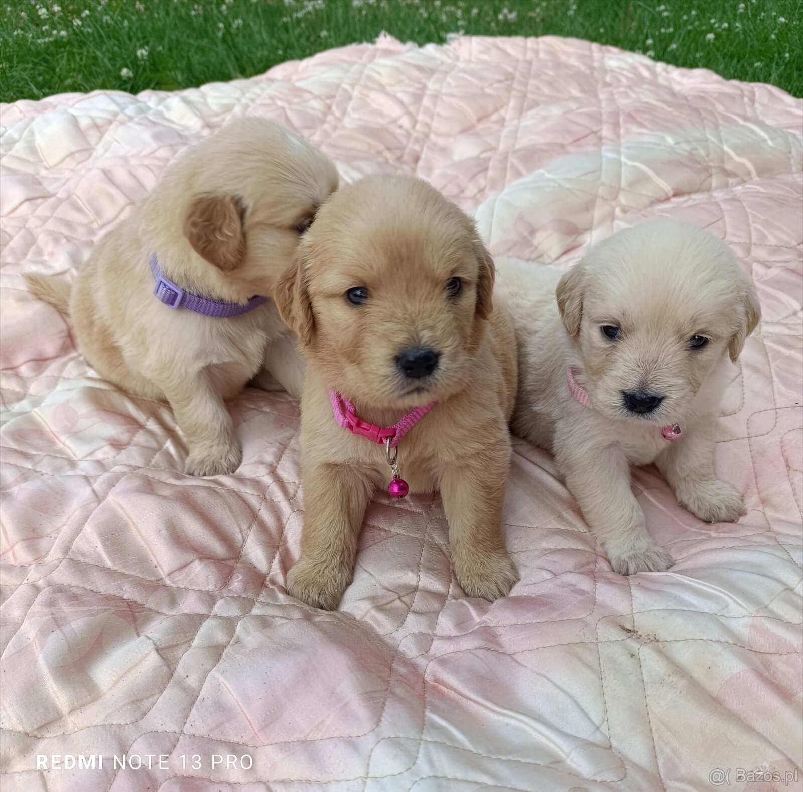 Golden retriever - 7