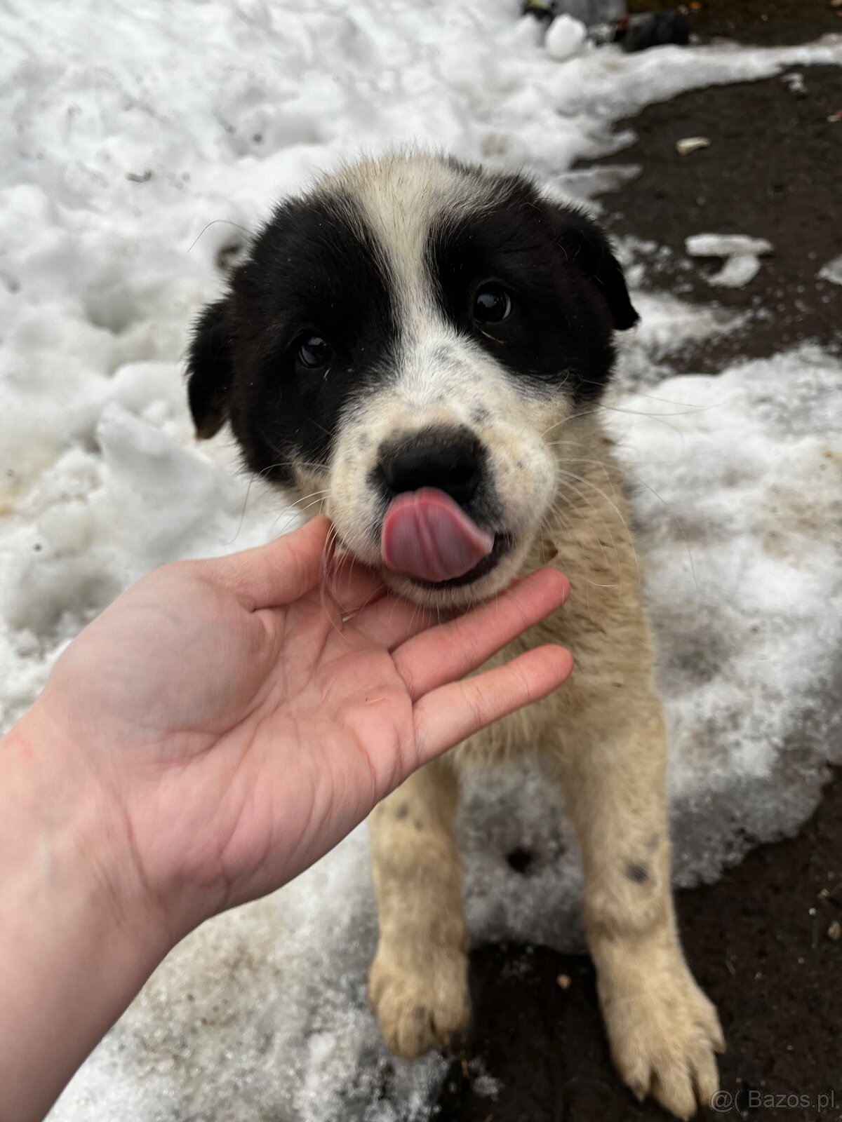 Owczarek środkowoazjatycki - 7