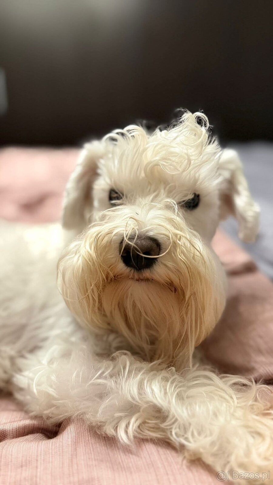 Schnauzer miniatúrne white - 7