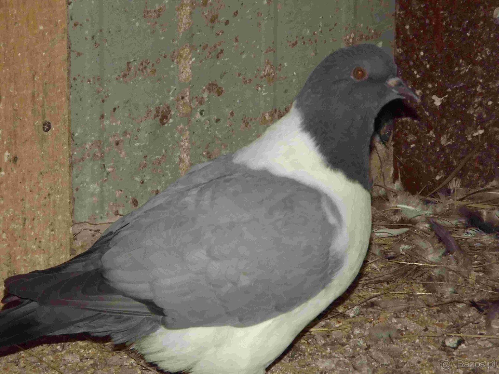 sprzedam gołębie - 7