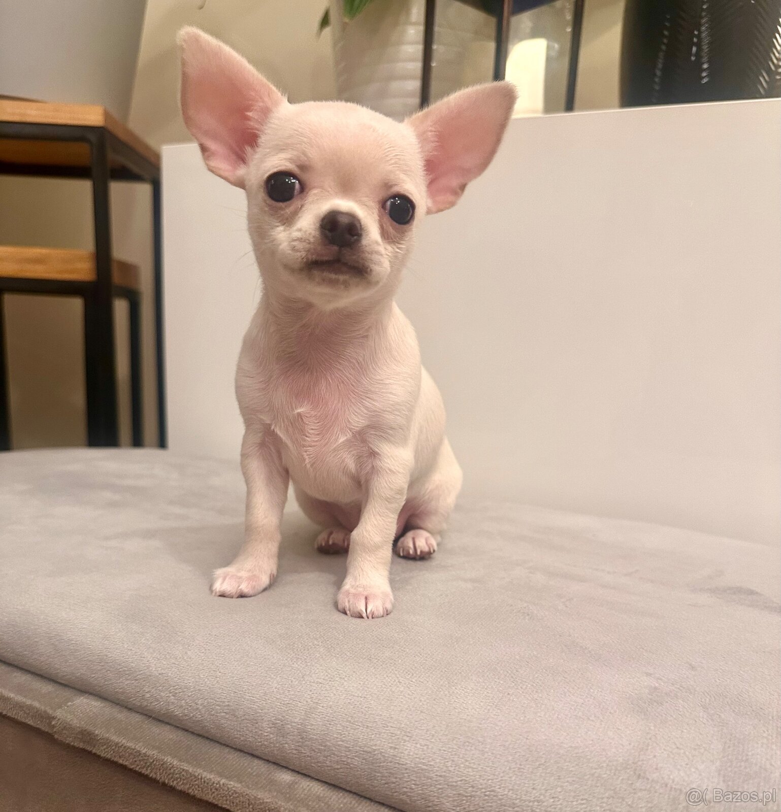 Szczeniaki rasy chihuahua 7tyg - 7