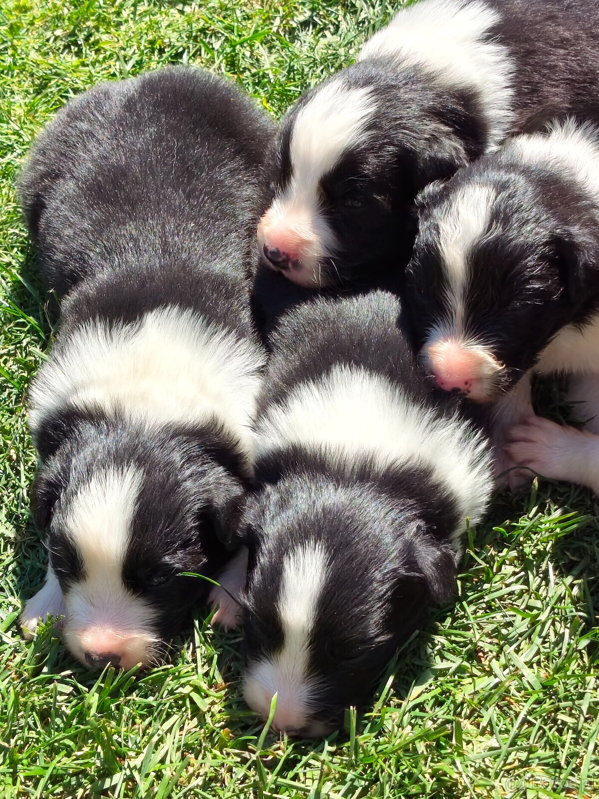 Szczenięta Border Collie ZKwP FCI - 7