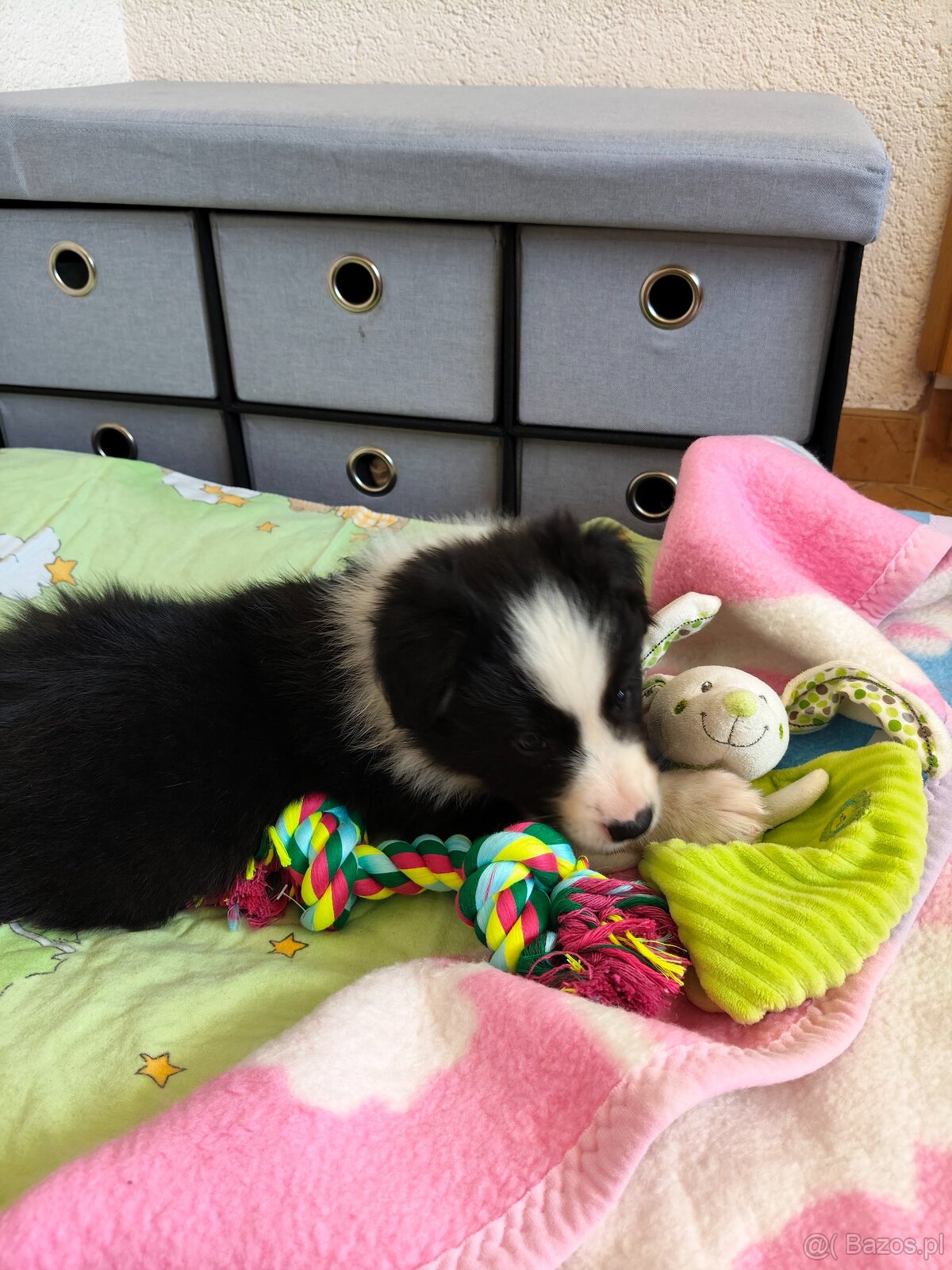 Szczenięta Border Collie ZKwP FCI - 7
