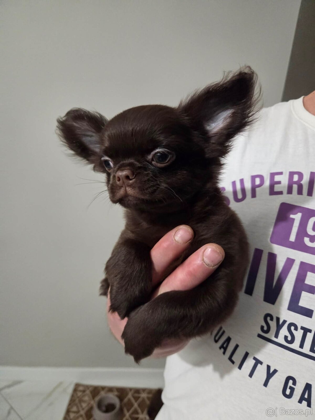 Chihuahua długowłosy - 7