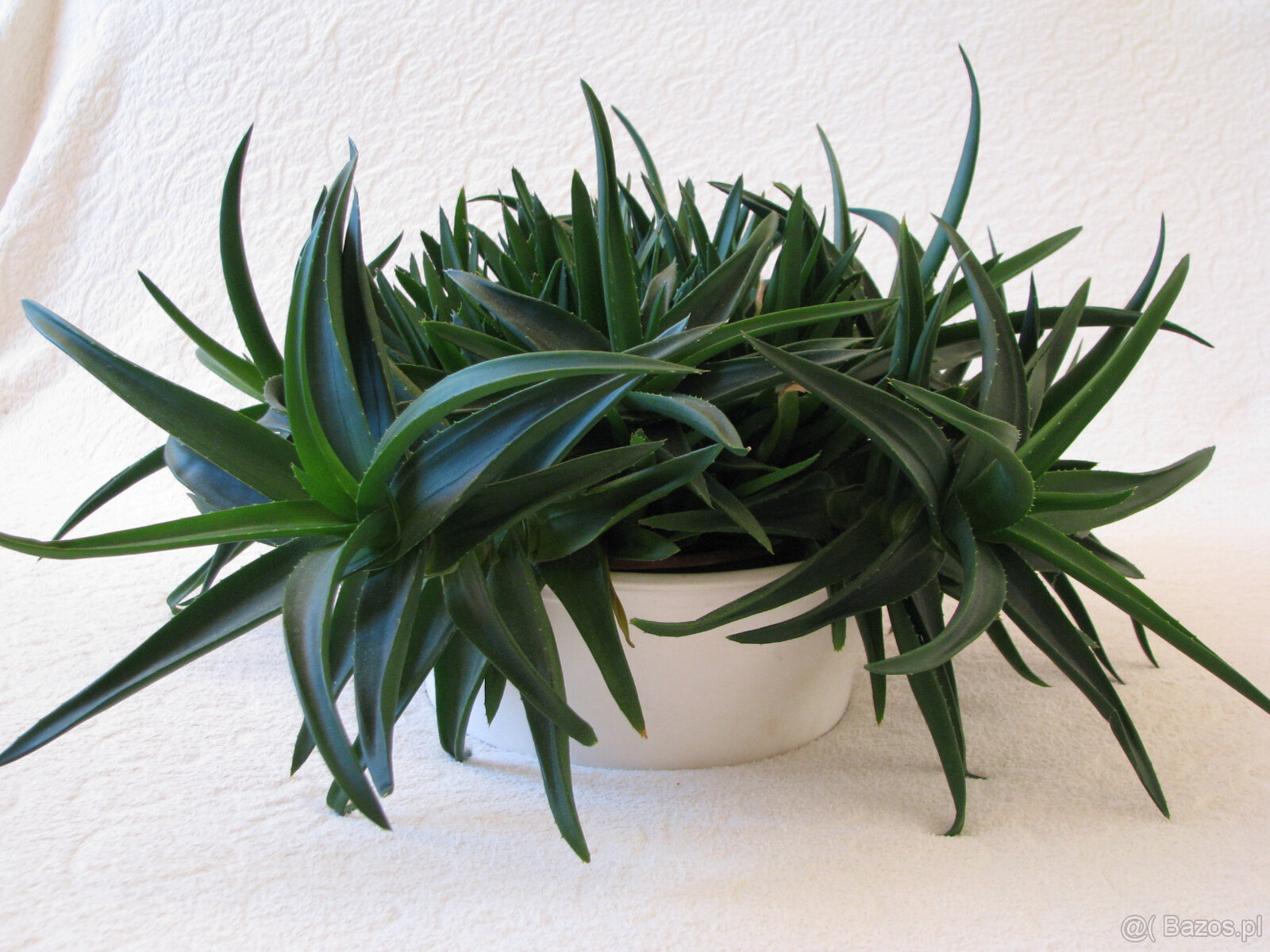 Aloes – piękna, zdrowa roślinka o właściwościach leczniczych - 7