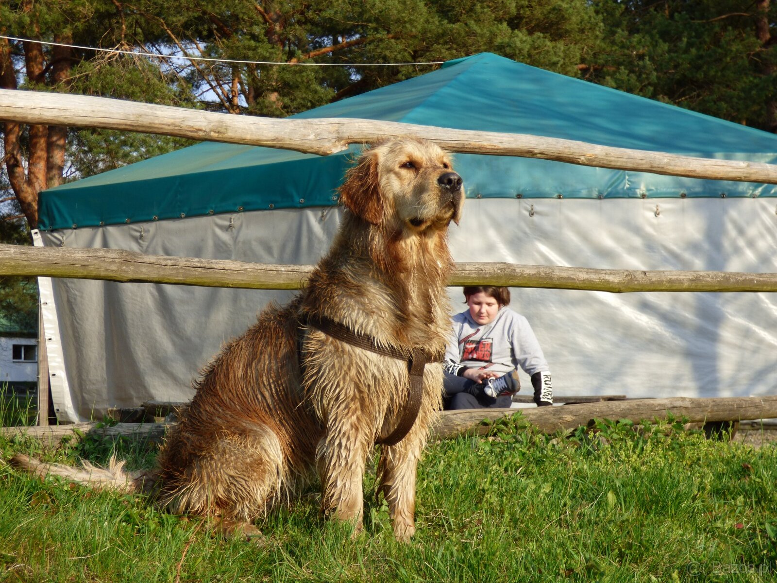 rodowodowe szczenięta rasy Golden Retriever - 7